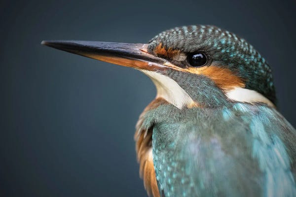 Kingfishers: Kingfisher Closeup by Patrick van Bakkum