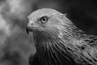 Kites (Bird)