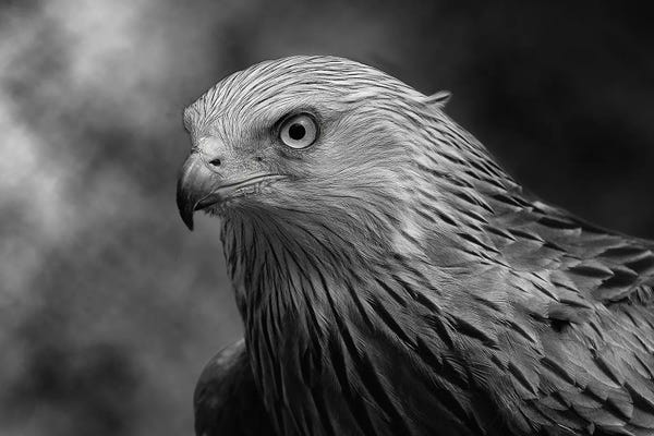 Kites (Bird)