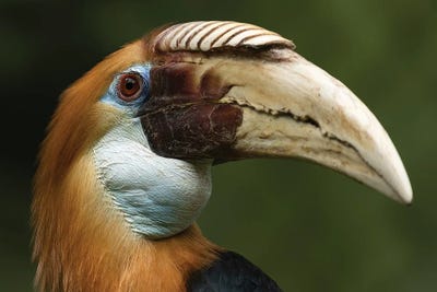 Colors Of The Bird by Patrick van Bakkum acrylic art print