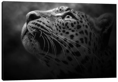 Leopard In Black And White Canvas Art Print - Patrick van Bakkum