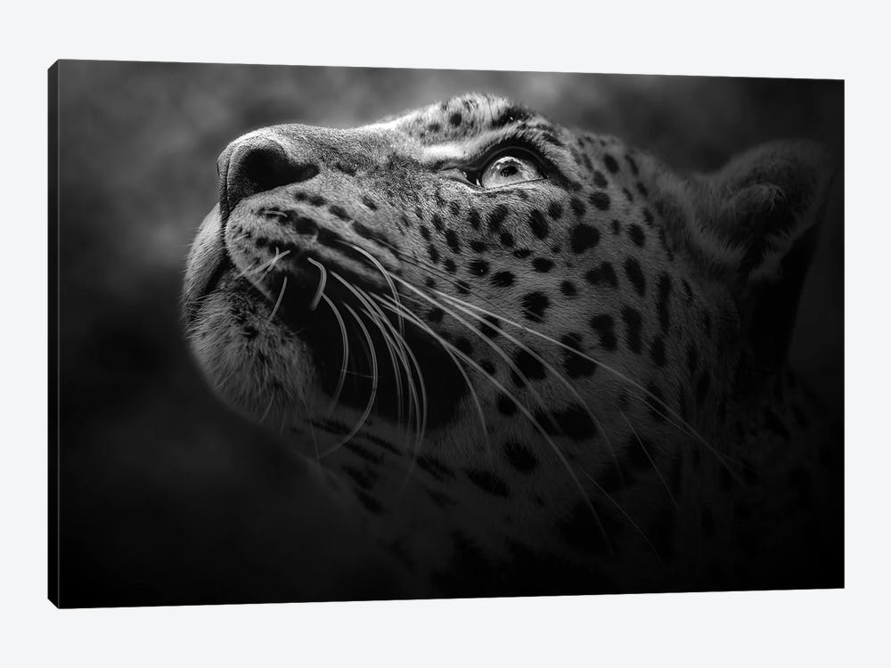 Leopard In Black And White by Patrick van Bakkum 1-piece Canvas Print