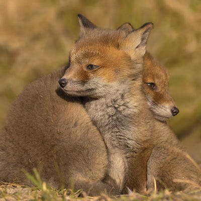 Together Forever by Patrick van Bakkum gallery poster