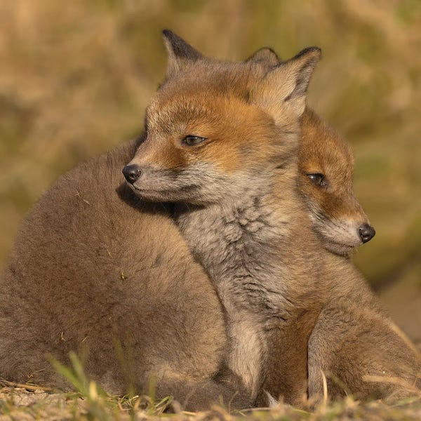 Together Forever