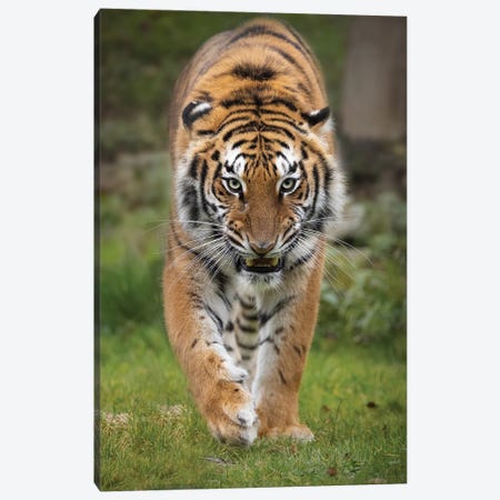 Bengal Tiger Pair, One With Normal Co - Canvas Wall Art