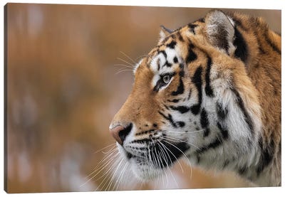 Tiger Focused Look Canvas Art Print - Patrick van Bakkum