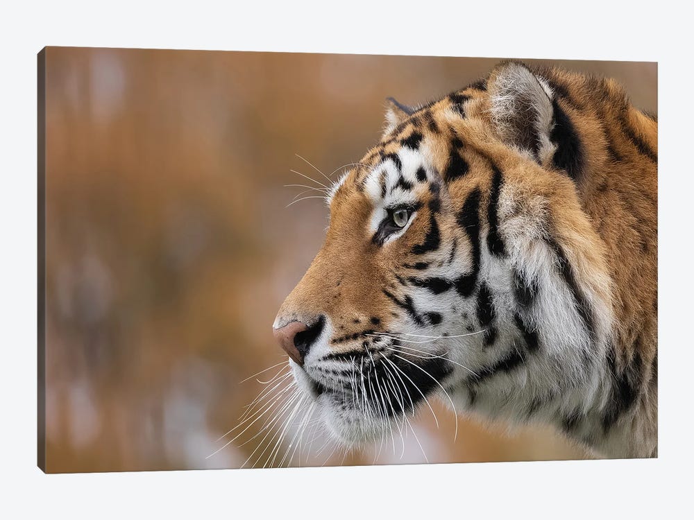 Tiger Focused Look by Patrick van Bakkum 1-piece Canvas Art Print