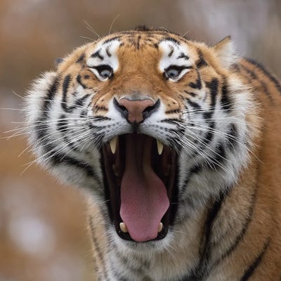 Trying To Be Funny by Patrick van Bakkum gallery poster