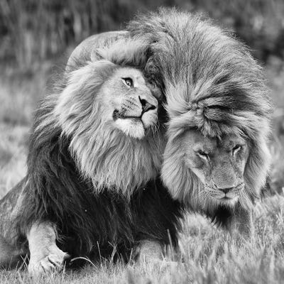 Love Between Brothers by Patrick van Bakkum canvas print