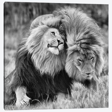Lion - Posing As A True King Art Print by Patrick van Bakkum | iCanvas