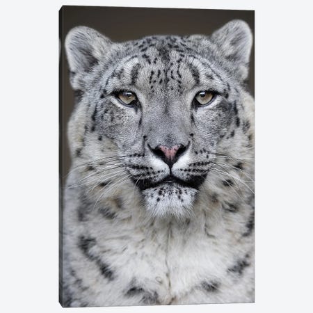 Snow Leopard Close Up Canvas Print #PBK12} by Patrick van Bakkum Canvas Artwork
