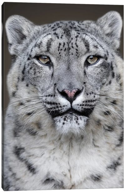 Snow Leopard Close Up Canvas Art Print - Patrick van Bakkum