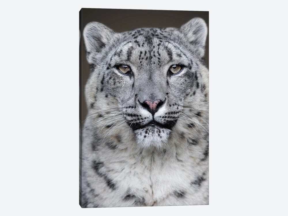Snow Leopard Close Up by Patrick van Bakkum 1-piece Canvas Wall Art
