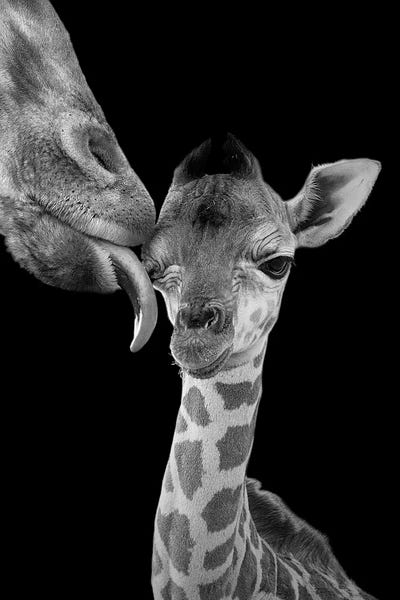 Giraffes: Just Born Cleaning Time by Patrick van Bakkum