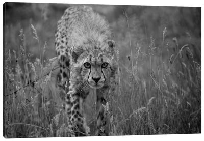 The Cheetah Approach Canvas Art Print - Patrick van Bakkum