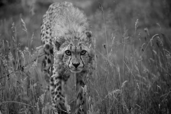 Leopards: The Cheetah Approach by Patrick van Bakkum