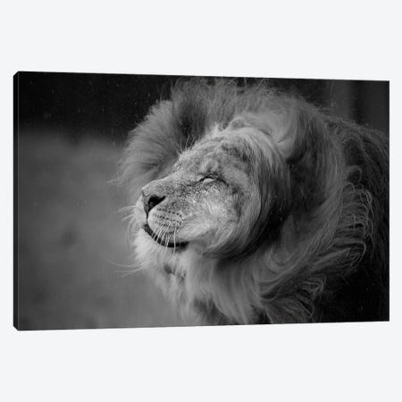 Lion - Shake It Off Canvas Print #PBK132} by Patrick van Bakkum Art Print