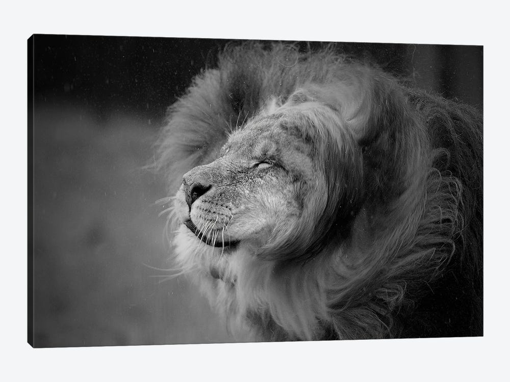 Lion - Shake It Off by Patrick van Bakkum 1-piece Art Print
