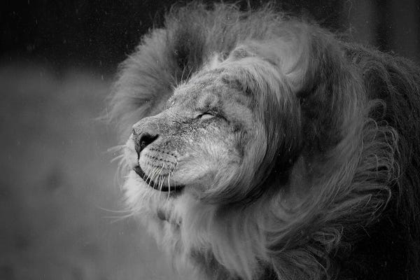 Lion - Shake It Off