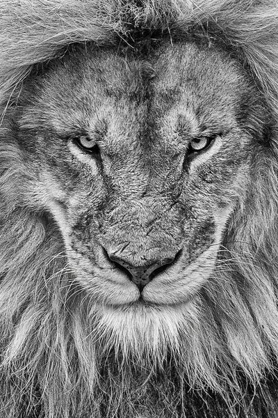 Lions: The Look by Patrick van Bakkum