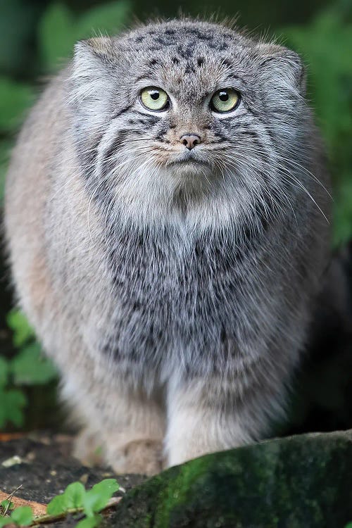 Pallas Cat Staring Contest