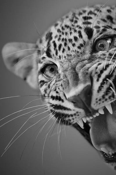 Leopards: Around The Corner by Patrick van Bakkum