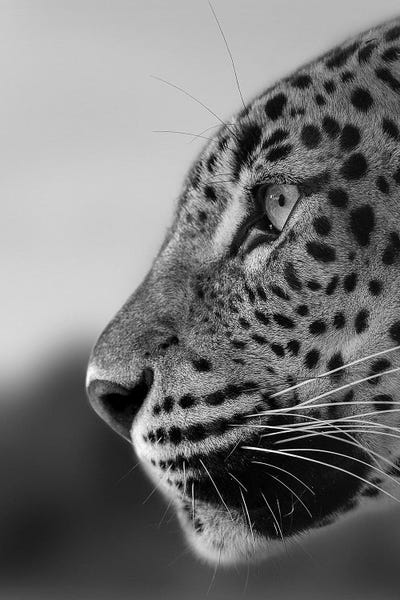 Leopards: Into The Distance by Patrick van Bakkum