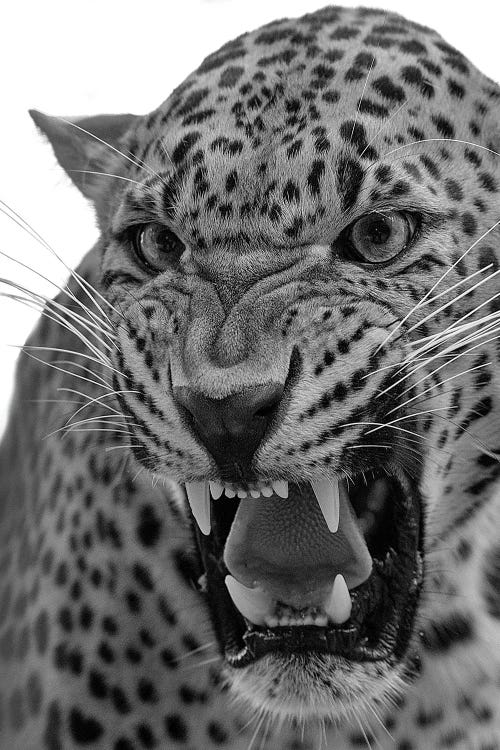 Angry Leopard Bw