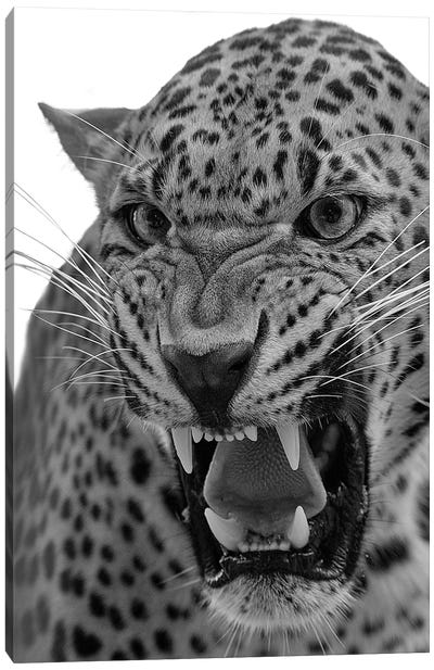 Angry Leopard Bw Canvas Art Print - Patrick van Bakkum