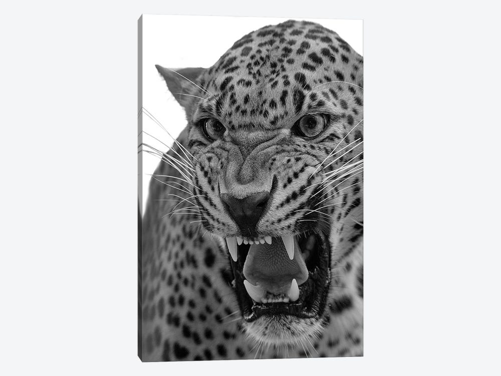 Angry Leopard Bw by Patrick van Bakkum 1-piece Canvas Artwork