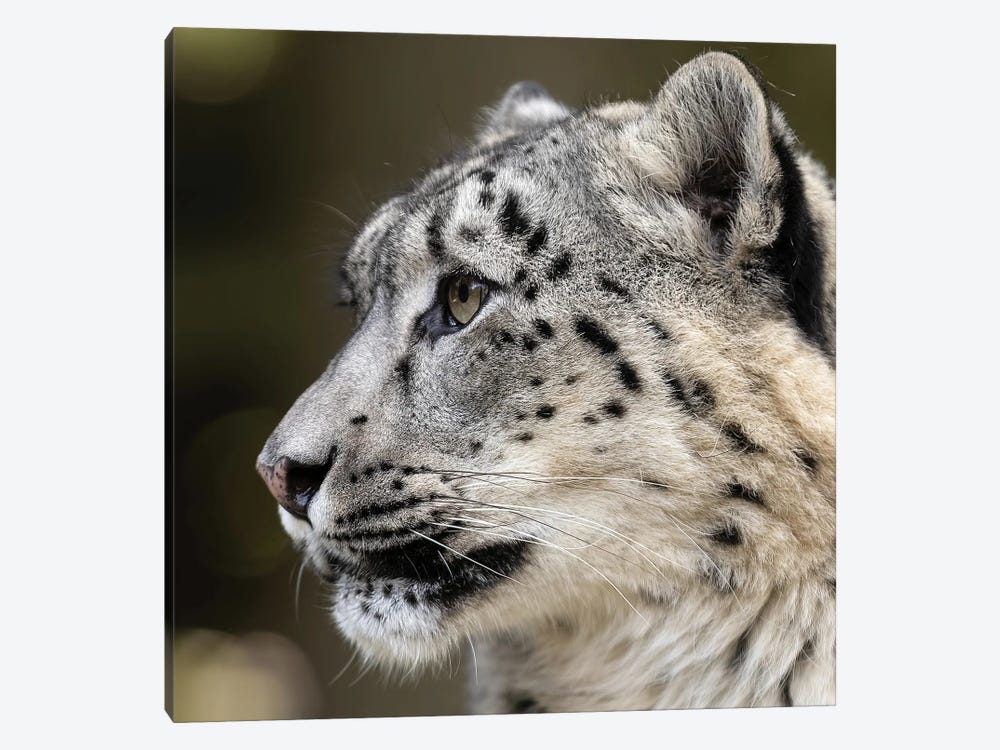 Snow Leopard Profile by Patrick van Bakkum 1-piece Canvas Print