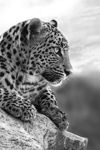 Leopards: On The Top Of The World by Patrick van Bakkum