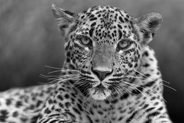Leopards: Just Doing Nothing by Patrick van Bakkum
