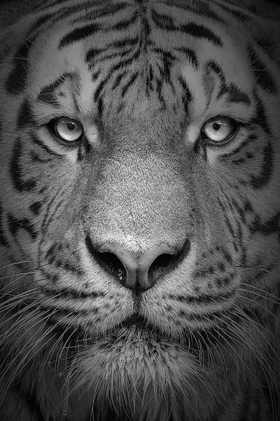 Bright Eyes by Patrick van Bakkum acrylic art print