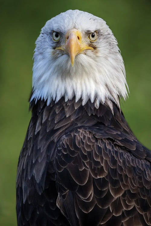 Headshot by Patrick van Bakkum wall art