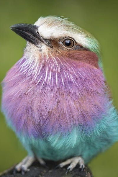 Lilac-Breasted Roller