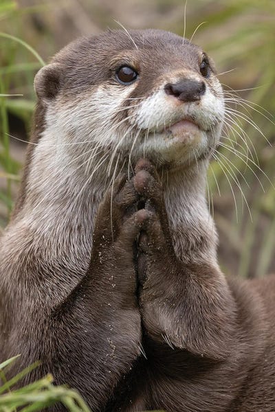Photogenic Animals: Thank You by Patrick van Bakkum