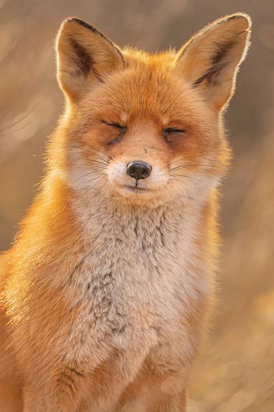 Zen Fox by Patrick van Bakkum canvas print