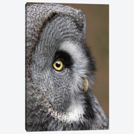 Owl Eye Canvas Print #PBK150} by Patrick van Bakkum Art Print