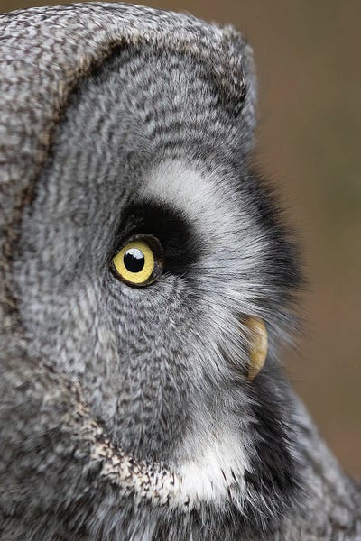 Owl Eye