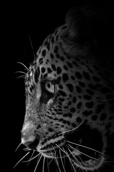 Leopards: Out Of The Darkness by Patrick van Bakkum