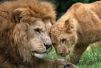 Hi Dad by Patrick van Bakkum acrylic art print