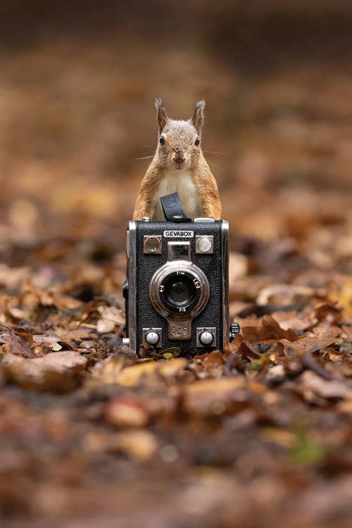 Squirrel Photographer by Patrick van Bakkum wall art