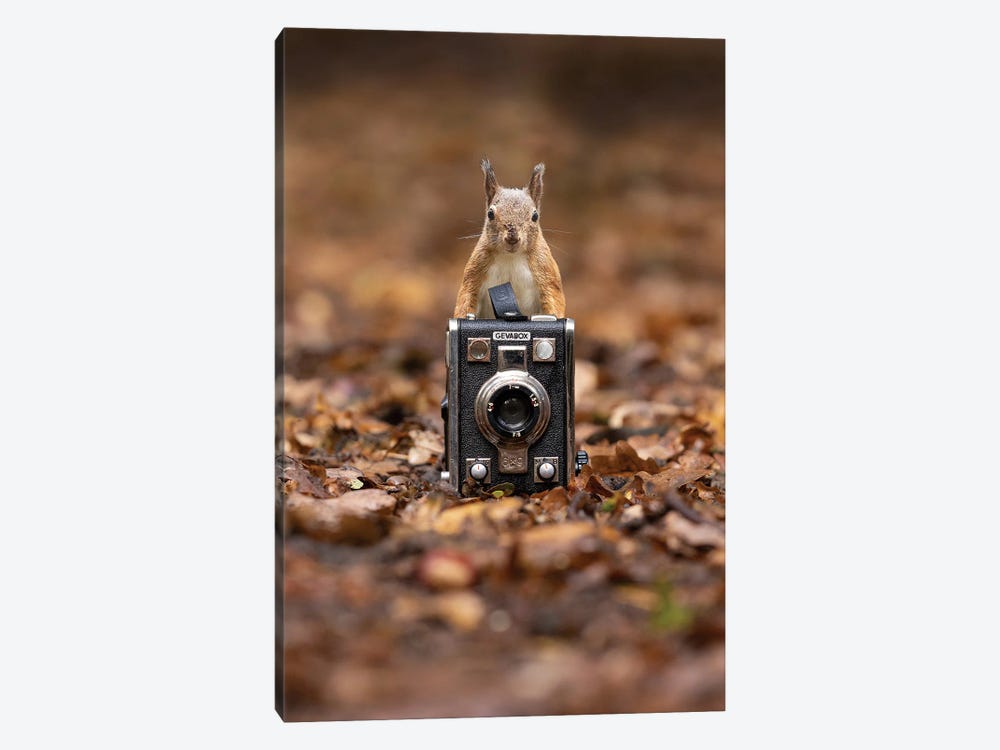 Squirrel Photographer by Patrick van Bakkum 1-piece Canvas Art