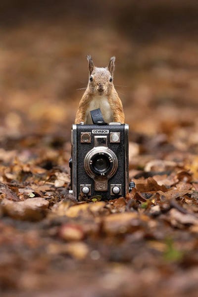 Squirrels: Squirrel Photographer by Patrick van Bakkum