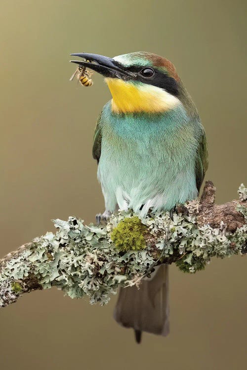 European Bee-Eater by Patrick van Bakkum wall art