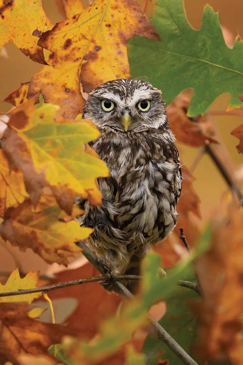 Autumn Owl by Patrick van Bakkum wall art