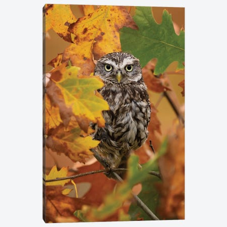 Autumn Owl Canvas Print #PBK157} by Patrick van Bakkum Canvas Artwork