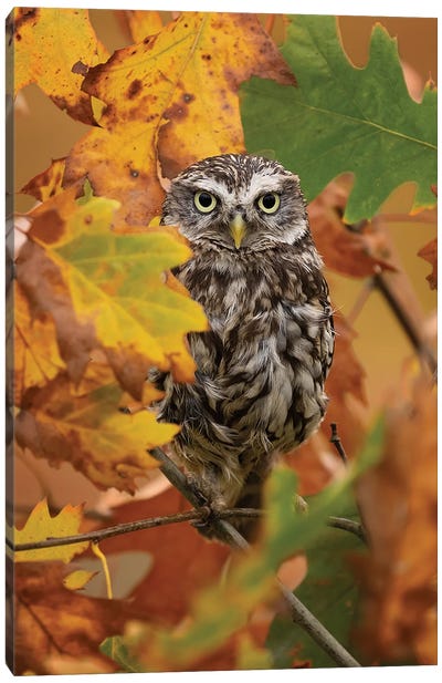 Autumn Owl Canvas Art Print - Patrick van Bakkum