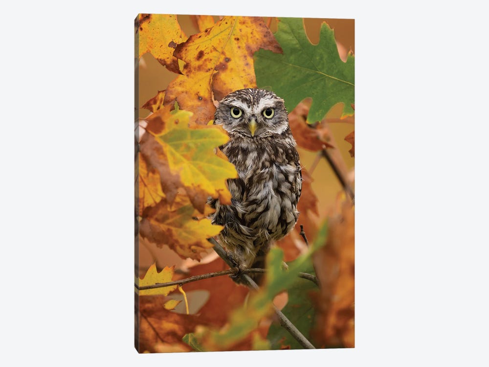 Autumn Owl by Patrick van Bakkum 1-piece Canvas Artwork
